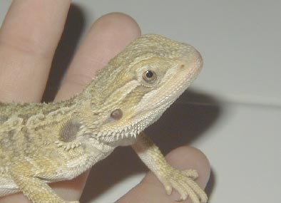 sydney2.jpg (16532 bytes)