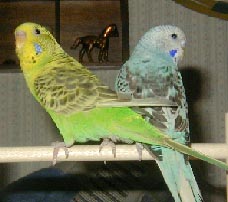 tinkel.jpg (12933 bytes)