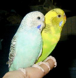 tinkel1.jpg (14341 bytes)