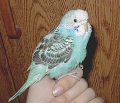 tinker.jpg (55622 bytes)