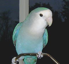 tweeder.jpg (53913 bytes)