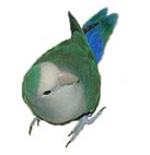 tweeder0.jpg (51462 bytes)