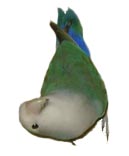 tweeder3.jpg (43971 bytes)