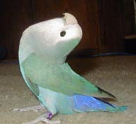 tweederlook.jpg (51589 bytes)