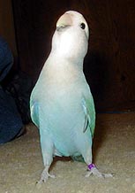 tweedertall.jpg (41508 bytes)