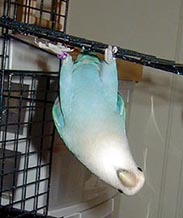 tweederup.jpg (51773 bytes)