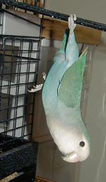 tweederup1.jpg (38664 bytes)