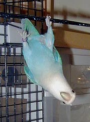 tweederup2.jpg (49482 bytes)