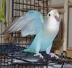 tweederwing.jpg (64517 bytes)