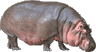 e-2-hippo1b.gif - 3795 Bytes