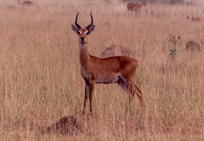e-2-impala.jpg - 19242 Bytes