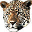 e-2-leopard.gif - 3852 Bytes