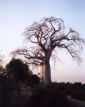 aka: The African Upside-down Tree