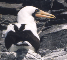 Masked Booby