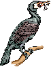 Anhinga