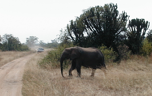 e-el-451.JPG - 93649 Bytes