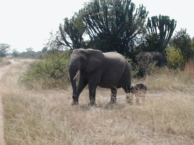 e-el-51.JPG - 33968 Bytes