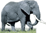 e-el-icon1b.gif - 4398 Bytes