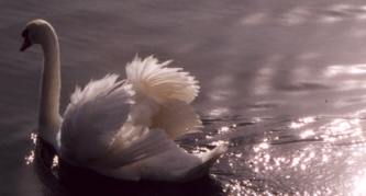 French Swan