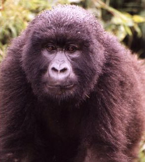 A reflective female gorilla