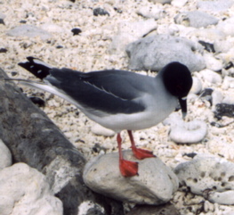Swallow-tailed Gull