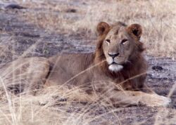 e-l-lion3.jpg - 24343 Bytes