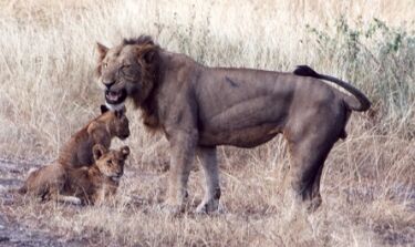 Grouchy Lion One