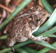 Toad
