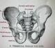 pelvis