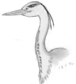 heron