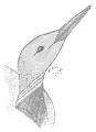 loon