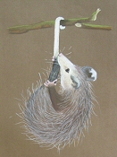 possum