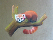 red panda