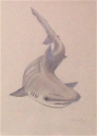 shark