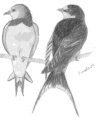 swallows