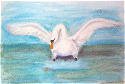 Mute Swan