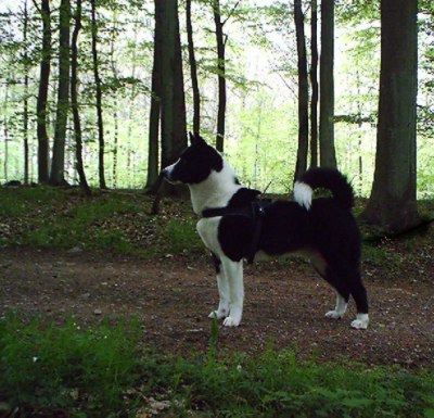 &copy; Elgkongen. Real dog in the photo is 
Int. Ch. Bj�rnehusets Kitto