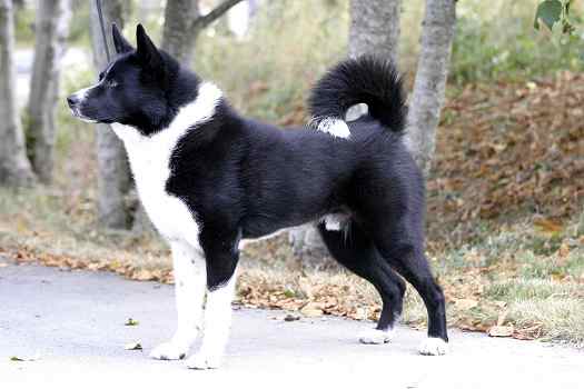 &copy; Tsarshadow. Real dog in the photo is Ch.Tsarshadow's Forest Lord