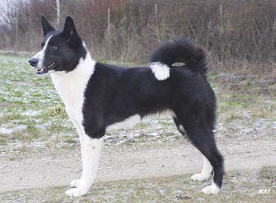 &copy; Elgkongen. Real dog in the photo is Voiman Siska