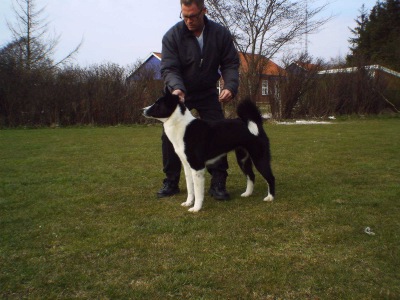 &copy; Elgkongen. Real dog in the photo is Voiman Siska