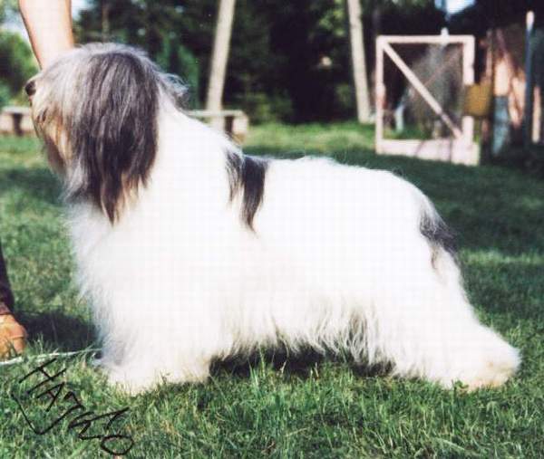 &copy; Hajko Nerita FCI. Real dog in the photo is 
Ch. Jagoda Ksiezycowa Sylena.