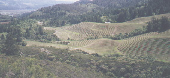 Hills of Napa  