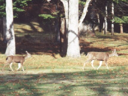 Deer on premises at Fort Rod Hills