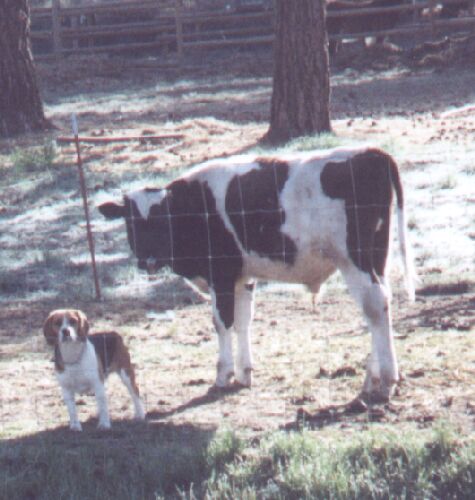 Dog & cow near Rogue River Valley