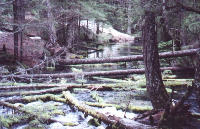 Lost Creek near Clearwater Falls