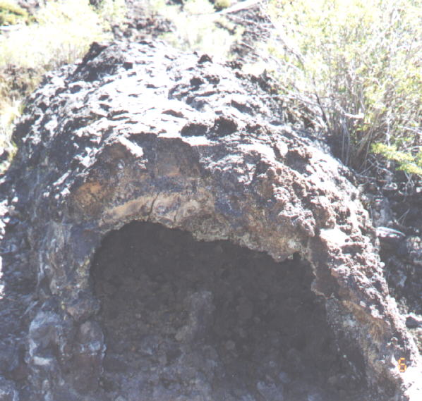 Fallen tree during volcanoe from Paulina Falls