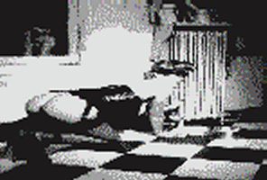 dogmorph1