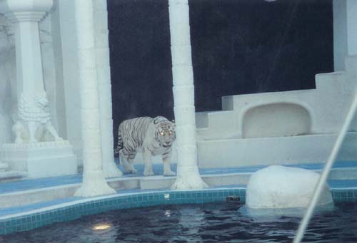 35_White_Tiger_at_The_Mirage