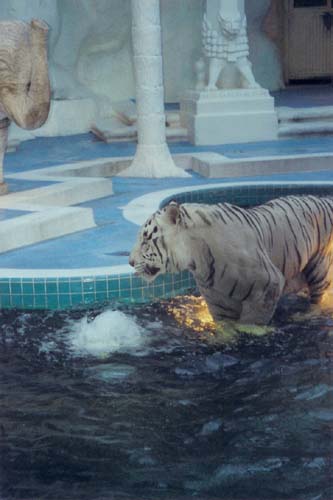 36_White_Tiger_at_The_Mirage