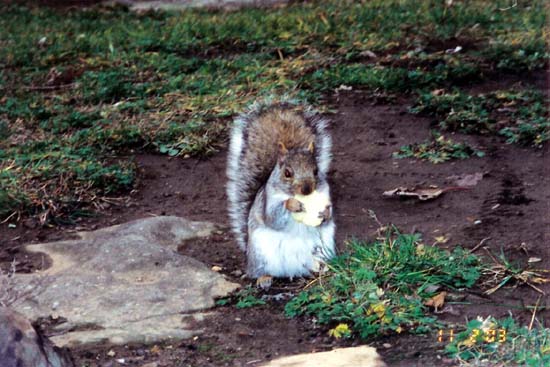 07_Mont_Royal_Picnic